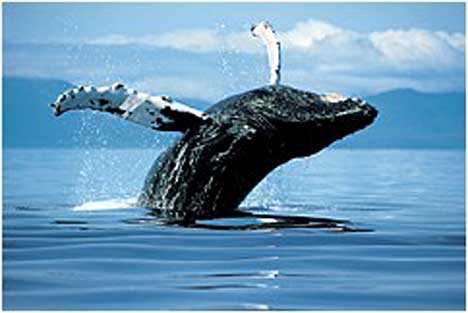 Humpback Whale (image credit: Sea Shepherd)