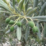 Green Olives