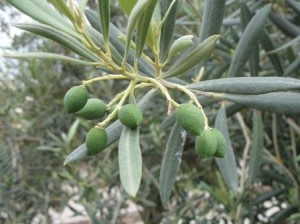 Green Olives