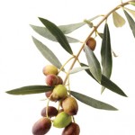 olives2