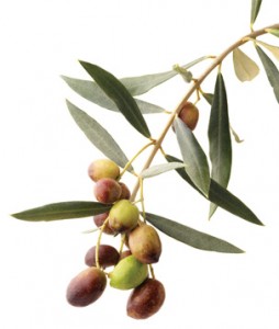 olives2