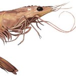 Shrimp Farming South East Asia