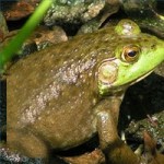 Bull Frog 2