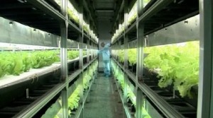 jingpeng-plant-factory