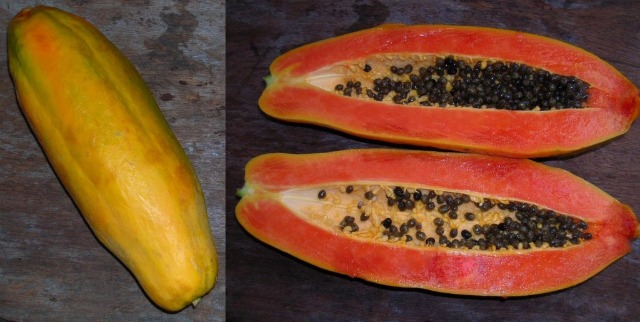 Tropical Papaya