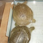 Suppon (edible turtles) at Sai Kaku - Taken by my 4 year old daughter Akiko Grace Marshal