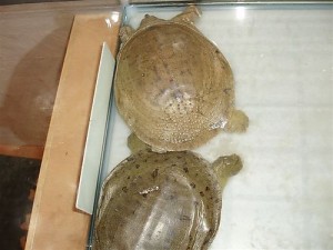 Suppon (edible turtles) at Sai Kaku - Taken by my 4 year old daughter Akiko Grace Marshal